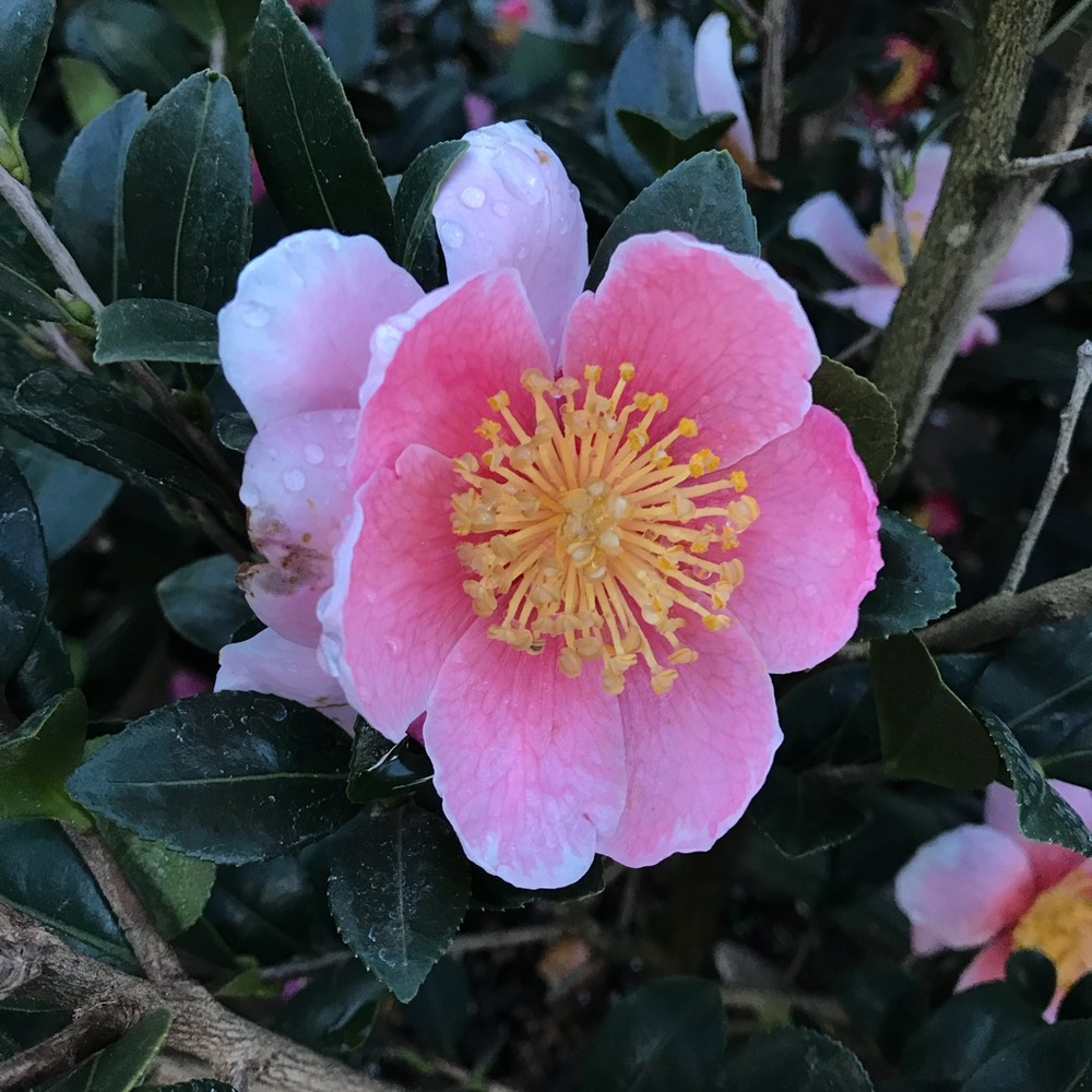 Meet your Posher, Andres